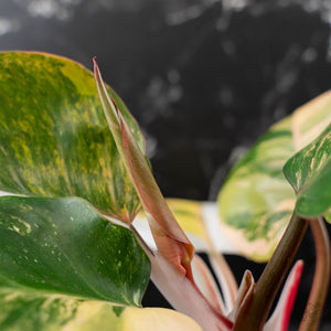 Philodendron Erubescens 'White Knight Aurea' (wk43-L118)