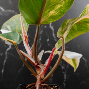 Philodendron Erubescens 'White Knight Aurea' (wk43-L118)