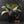 Philodendron Erubescens 'White Knight Aurea' (wk43-L118)