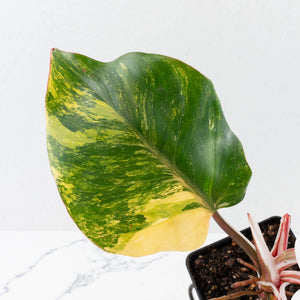 Philodendron Erubescens 'White Knight Aurea' (wk36-L118)