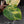 Philodendron Erubescens 'White Knight Aurea' (wk43-L118)