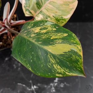 Philodendron Erubescens 'White Knight Aurea' (wk43-L118)