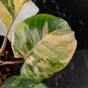 Philodendron Erubescens 'White Knight Aurea' (wk43-L118)