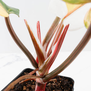 Philodendron Erubescens 'White Knight Aurea' (wk36-L118)