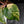 Philodendron Erubescens 'White Knight Aurea' (wk43-L118)