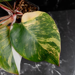 Philodendron Erubescens 'White Knight Aurea' (wk43-L118)