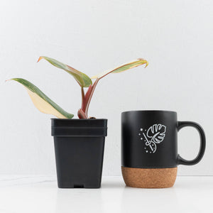 Philodendron Erubescens 'White Knight Aurea' (wk35-L242)
