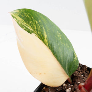 Philodendron Erubescens 'White Knight Aurea' (wk35-L242)