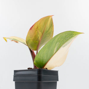 Philodendron Erubescens 'White Knight Aurea' (wk35-L242)