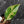 Philodendron Erubescens 'White Knight Aurea' (wk41-L41)