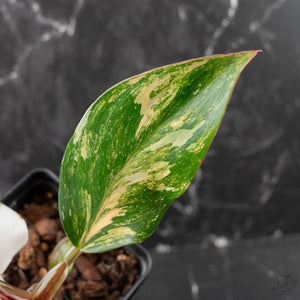 Philodendron Erubescens 'White Knight Aurea' (wk41-L41)