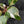 Philodendron Erubescens 'White Knight Aurea' (wk41-L41)