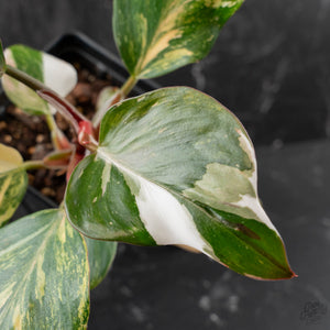 Philodendron Erubescens 'White Knight Aurea' (wk41-L41)