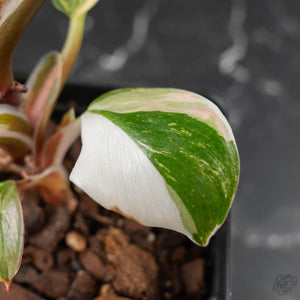 Philodendron Erubescens 'White Knight Aurea' (wk41-L41)