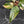 Philodendron Erubescens 'White Knight Aurea' (wk41-L41)