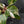 Philodendron Erubescens 'White Knight Aurea' (wk41-L41)