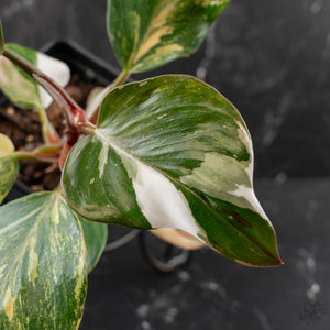 Philodendron Erubescens 'White Knight Aurea' (wk41-L41)