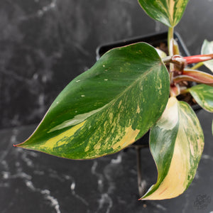 Philodendron Erubescens 'White Knight Aurea' (wk41-L41)