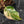 Philodendron Erubescens 'White Knight Aurea' (wk41-L41)