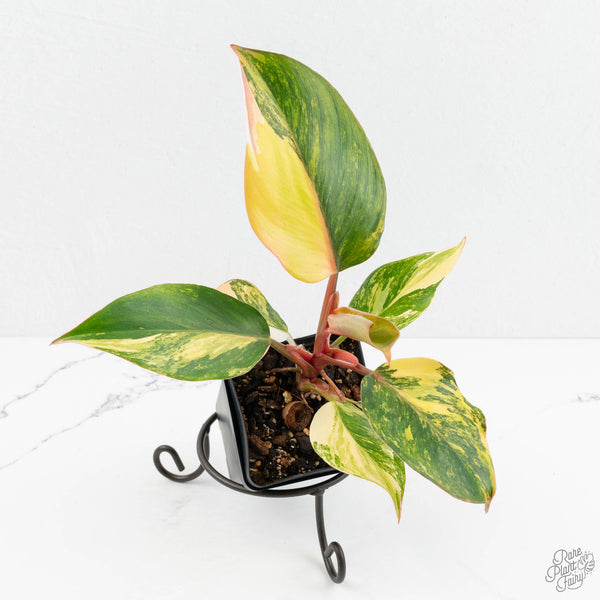 Philodendron Erubescens 'White Knight Aurea' (wk18-H) – Rare Plant Fairy