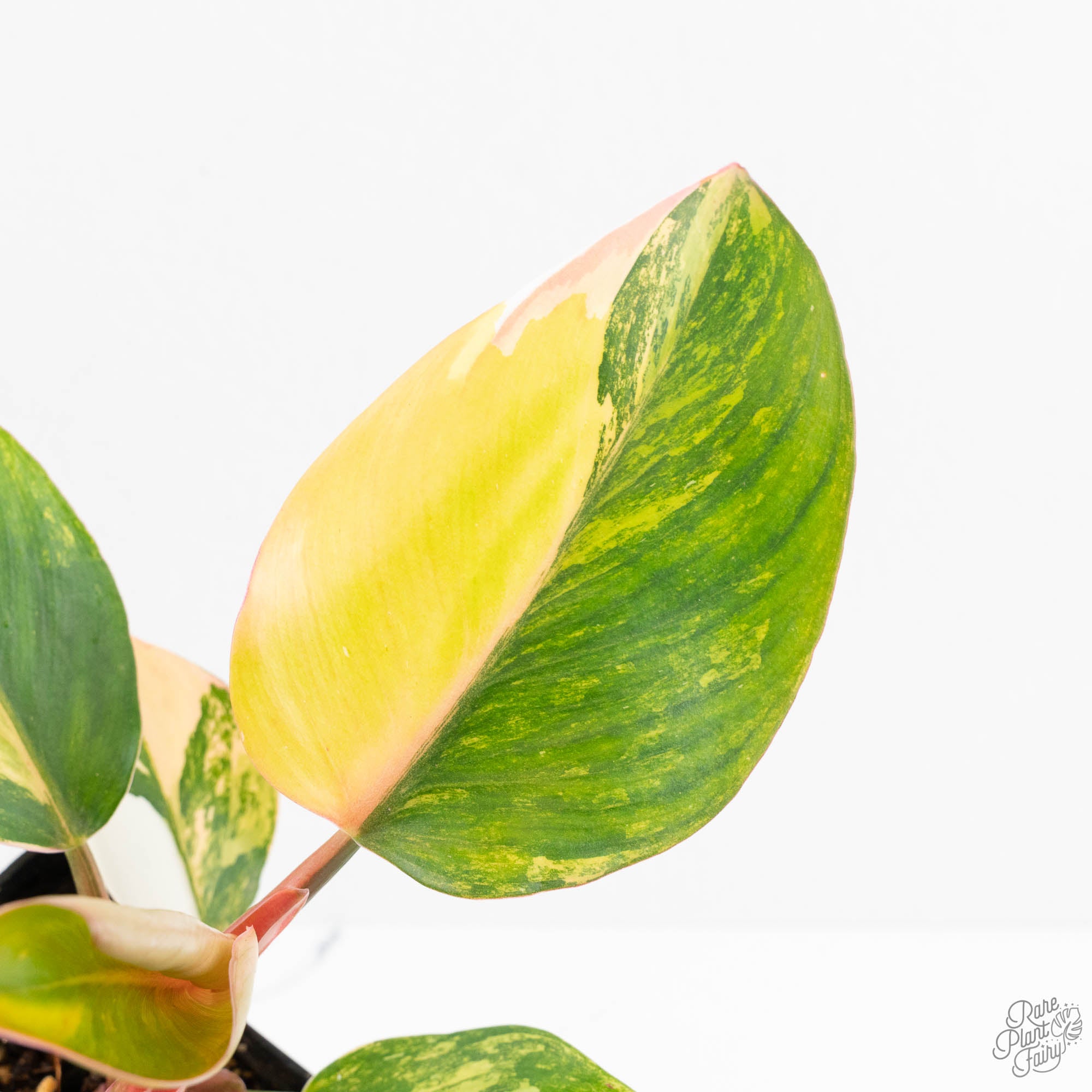 philodendron white knight yellow leaves Philodendron Erubescens 'White Knight Aurea' (wk18-H)