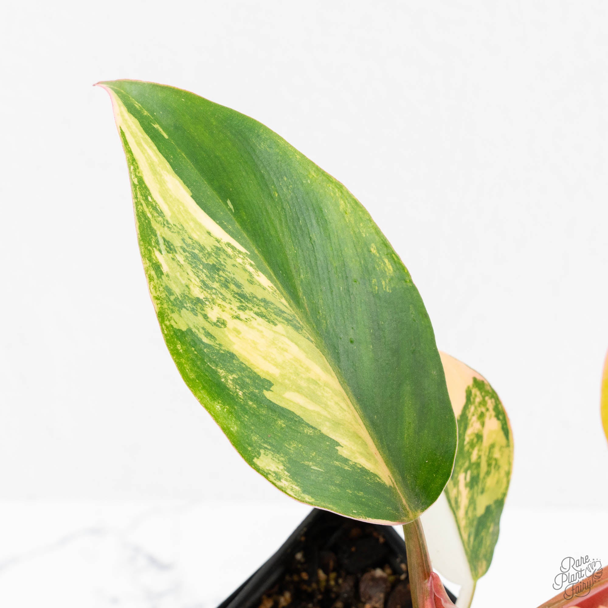 philodendron erubescens yellow leaves Philodendron Erubescens 'White Knight Aurea' (wk18-H) – Rare Plant Fairy