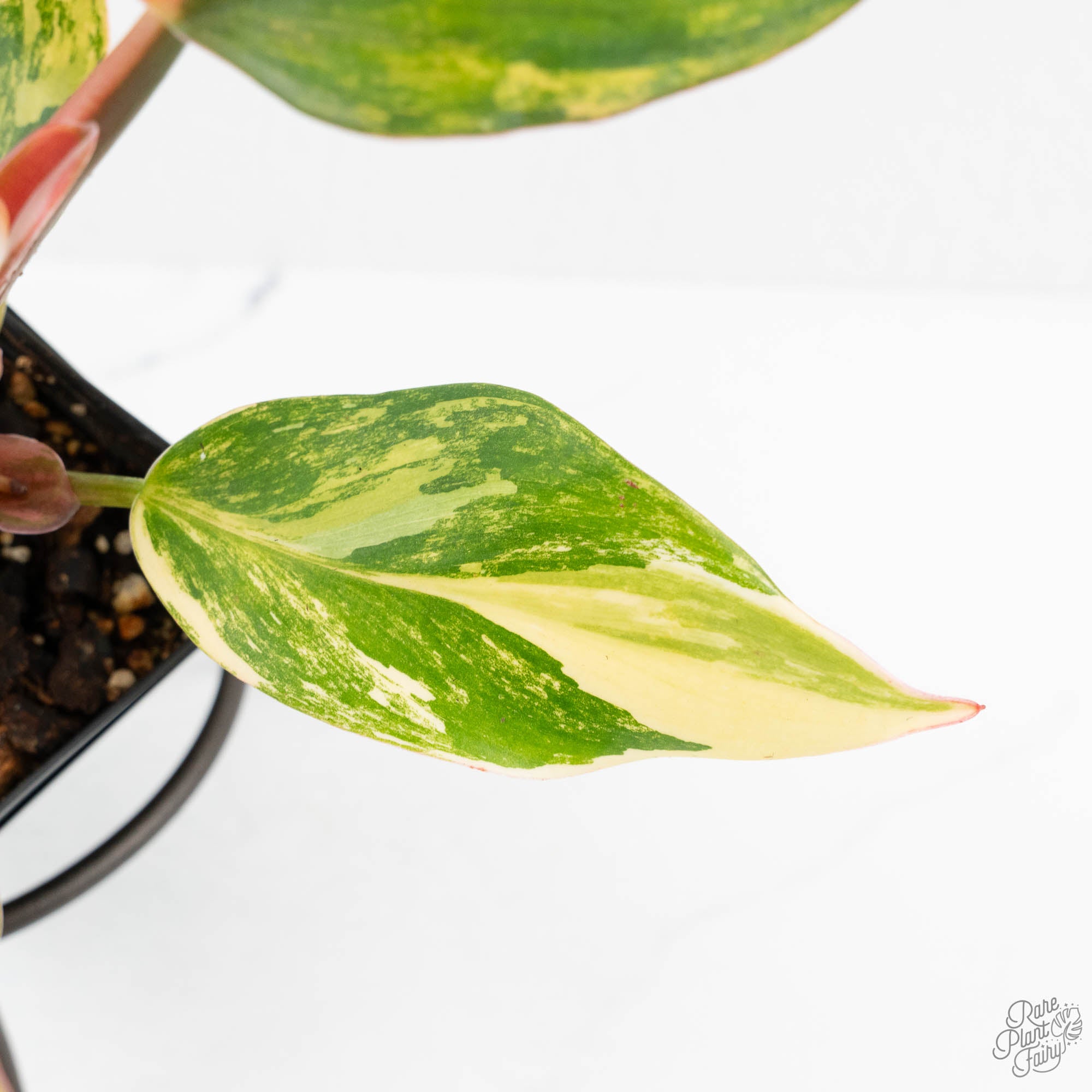 white knight pothos Philodendron Erubescens 'White Knight Aurea' (wk18-H)