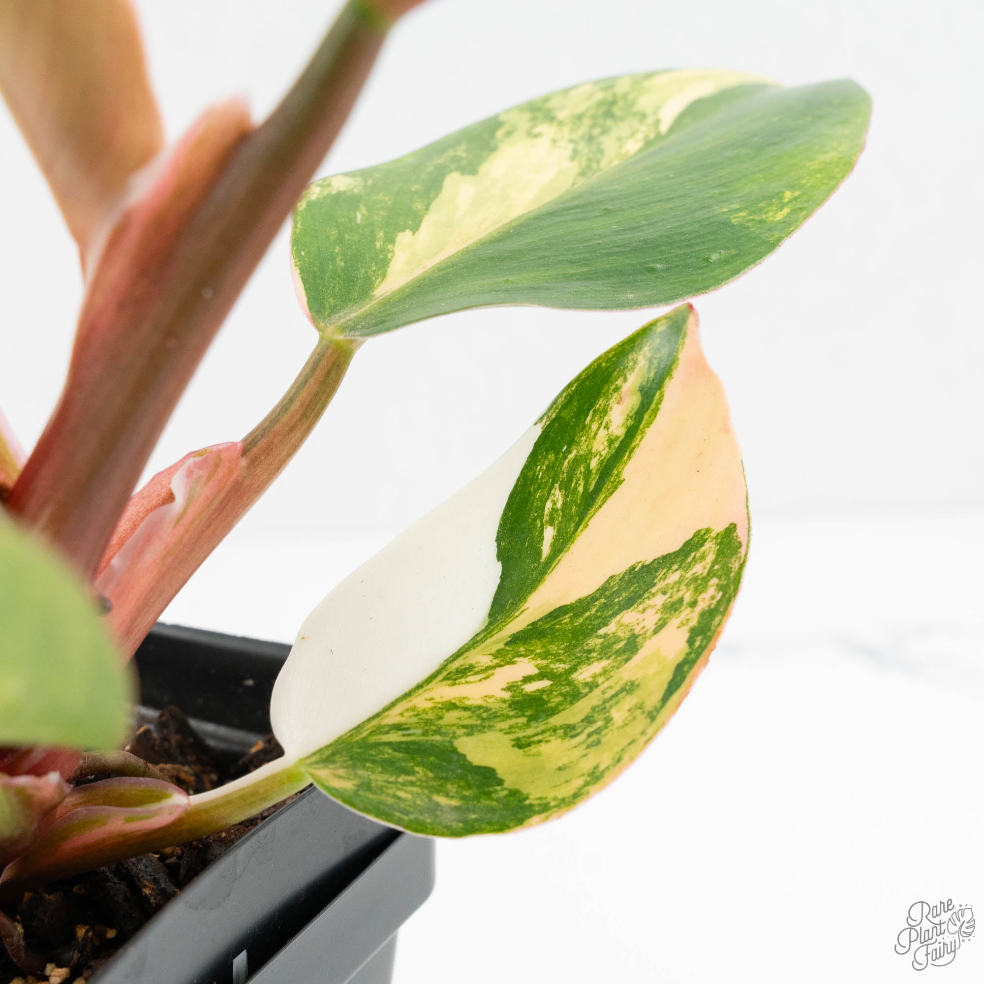 philodendron h Philodendron Erubescens 'White Knight Aurea' (wk18-H)