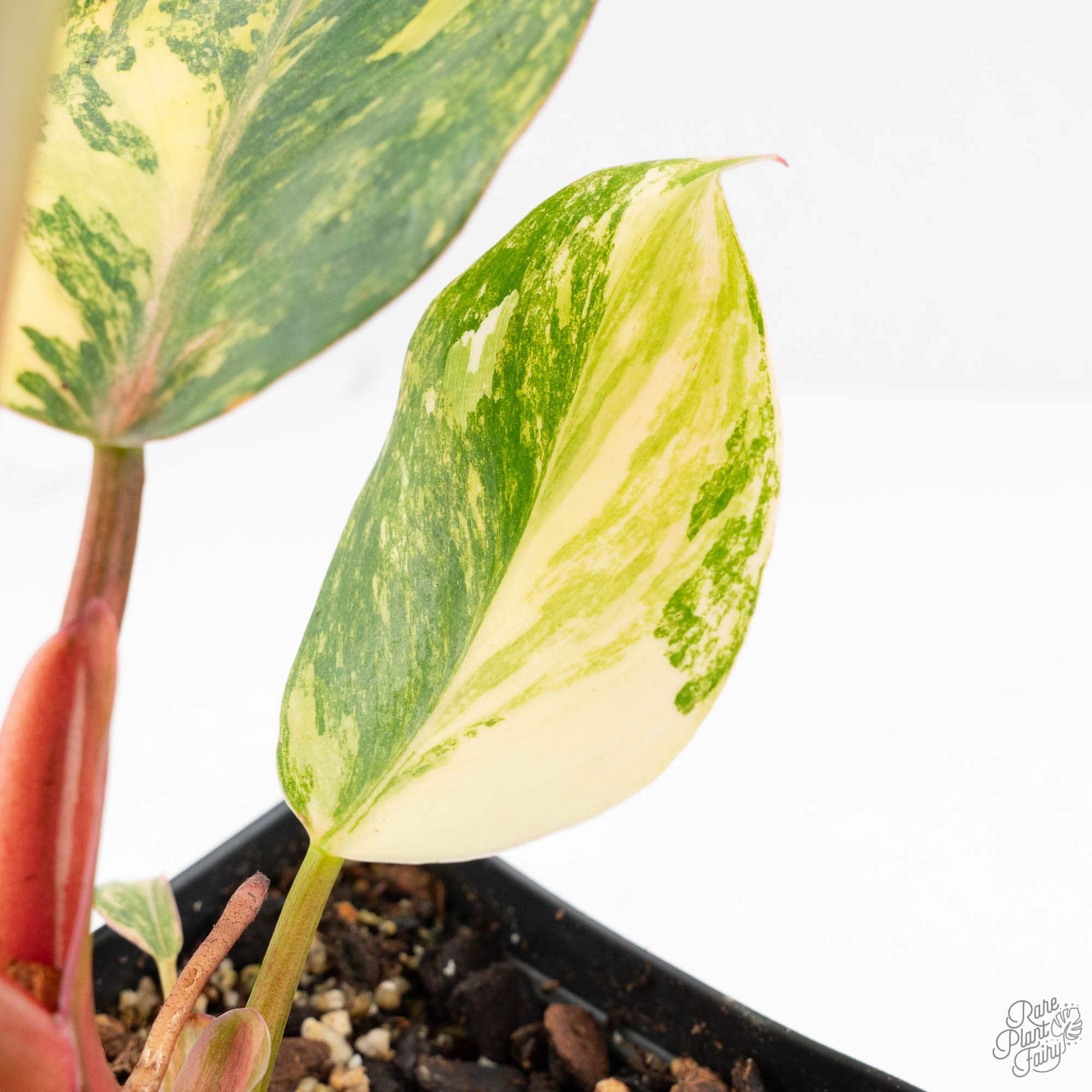 philodendron erubescens yellow leaves Philodendron Erubescens 'White Knight Aurea' (wk18-H) – Rare Plant Fairy