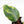Philodendron Erubescens 'White Knight Aurea' (wk22-M)