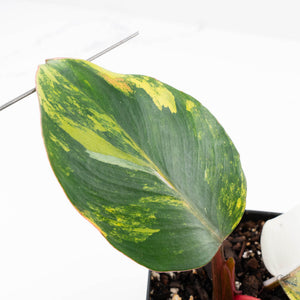 Philodendron Erubescens 'White Knight Aurea' (wk22-M)