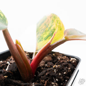 Philodendron Erubescens 'White Knight Aurea' (wk22-M)