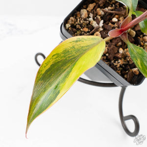 Philodendron Erubescens 'White Knight Aurea' (wk24-G)