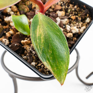 Philodendron Erubescens 'White Knight Aurea' (wk24-G)
