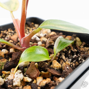 Philodendron Erubescens 'White Knight Aurea' (wk24-G)