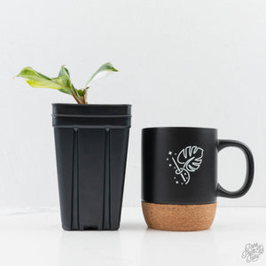 Philodendron Erubescens 'White Knight Aurea' (wk26-G)