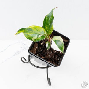 Philodendron Erubescens 'White Knight Aurea' (wk26-G)