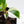 Philodendron Erubescens 'White Knight Aurea' (wk26-G)