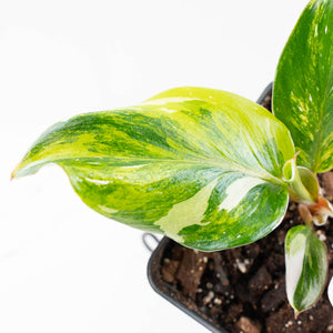 Philodendron Erubescens 'White Knight Aurea' (wk26-G)