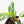 Philodendron Erubescens 'White Knight Aurea' (wk26-G)