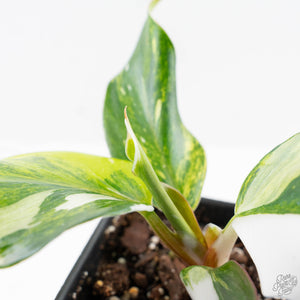 Philodendron Erubescens 'White Knight Aurea' (wk26-G)
