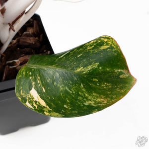 Philodendron Erubescens 'White Knight Aurea' (wk38-L159)