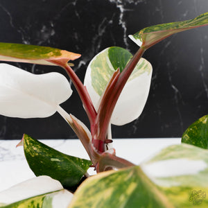 Philodendron Erubescens 'White Knight Aurea' (wk38-L159)