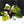 Philodendron Erubescens 'White Knight Aurea' (wk38-L159)