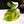 Philodendron Erubescens 'White Knight Aurea' (wk38-L159)