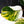 Philodendron Erubescens 'White Knight Aurea' (wk38-L159)