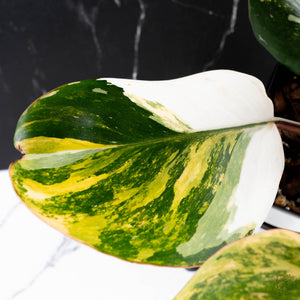 Philodendron Erubescens 'White Knight Aurea' (wk38-L159)