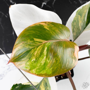 Philodendron Erubescens 'White Knight Aurea' (wk38-L159)