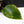 Philodendron Erubescens 'White Knight Aurea' (wk38-L159)