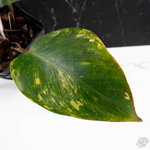 Philodendron Erubescens 'White Knight Aurea' (wk38-L159)